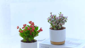 กระถางดอกไม้เซรามิกเลียนแบบ กระถางต้นไม้ตั้งโต๊ะ กระถางดอกไม้พร้อมรูระบายน้ำและถาด มีหลายรุ่นให้เลือก สำหรับการตกแต่งบ้าน