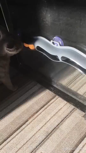 Wave Orbital Ball/Window Track Bell Ball Circuit Cat Toy Mainan Kucing