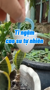 Ti ngậm cho bé ty ngậm đầu tròn Kichilachi không BPA ti giả cao su tự nhiên an toàn cho bé hình nắp trứng chống vâu hiệu quả