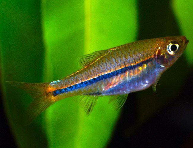 Rasbora Blue Line freshwater Fish | Lazada