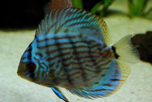 Blue Turqoise Discus/Ornamental fish/Freshwater/Readystock