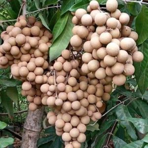 Selamat Datang Ditoko Kami  Bibit Kelengkeng New Kristal Berbuah Banyak 🌱 Daging tebal biji kecil rasa yang sangat manis Berbuah pendek dalam pot berbuah Banyak .Bibit hasil okulasi ready yg sudah berbuah sesuai iklan