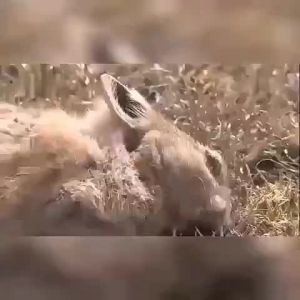 Death from poison in 1 second ubat tikus rat poison killer tikus mati ubat No mice within 50 kilometers racun tikus paling kuat cepat mati mouse killer ubat tikus paling kuat mati racun tikus mati 3 saat 老鼠药三步倒