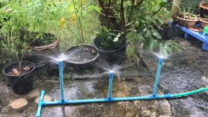 ถูกมาก 10 ตัวหัวสปริ่งเกอร์ใบบัวชูปทองเหลือง หัวสปริ่งเกอร์ใบบัว สปริ่งเกอร์ใบบัว เพียงต่อกับท่อ PVC ขนาด 1/2 นิ้ว พร้อมใช้งานที่