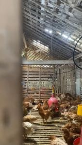 Curzipro Vitamin Unggas Imunomodulator Ternak Mengobati Cekrek CRD Gumboro Koksi & Berak Basah