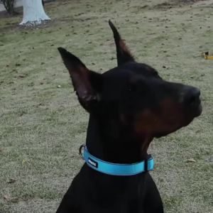 Dogs Collar Reflective Nylon Adjustable Pet Collar Durable for Small Medium Large Dogs Training Walking
