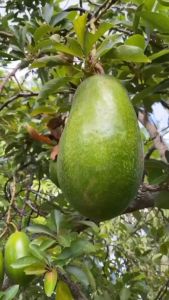 Bibit Alpukat Giant Cepat Berbuah
