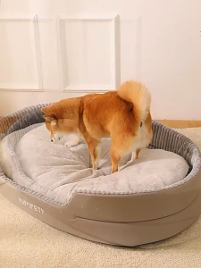 *SG Seller* Pet Bed Dog Bed Cat Bed Machine Washable for Small /Medium/ Large dog Dog Bed for Crates Pet Sofa and Couch come with summer mat Pet house Furniture