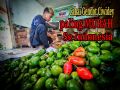 Termurah 1 KG Cabe Gendot , Cabe Bendot Ciwidey , Cabai Gendot 1 Kg. 