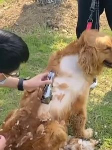 志高宠物电推剪狗狗剃毛器猫咪泰迪剃脚毛全身剪毛神器电动电推子Zhigao pet electric shaver dog shaver cat Teddy shaver foot shaver full body hair clipper electric pusher