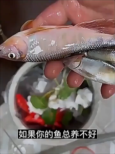 GW NITRIFYING BACTERIA Quickly combat harmful bacteria Prevents fish diseases and promotes bacterial decomposition WATER STABILIZER 硝化菌 aquarium bacteria