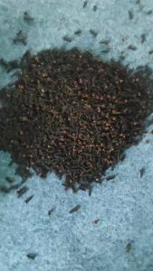 Cengkeh Kering Premium 1 Kg Organik