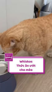 pate whiskas dòng Tasty 70gr dành cho mèo - T3 PETS SHOP