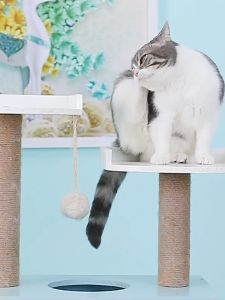 Hạt TEB K7 cho mèo Lông Ngắn 18kg