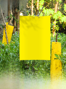 Double-Sided Yellow Sticky Bug Board Attracting Fruit Flies Small Black Flies Home Use Garden Supplies Horticulture Products