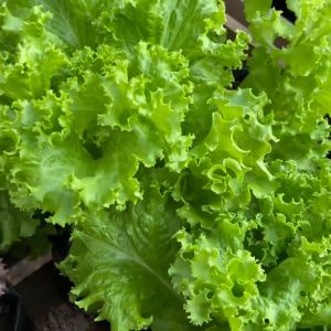 Benih Seribuan - Pestisida Nabati 150mL Formula Organik Tipe Konsentrat untuk Semua Hama Tanaman