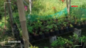 Rare!!! Rooted Bougainvillea Chitra India