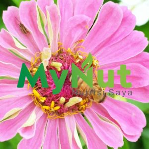 MYNUT MADU MURNI MULTIFLORA 1000 GR MADU ASLI LEBAH APIS MELIFERA PURE HONEY RAW HONEY