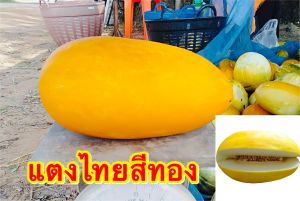 เมล็ดพันธุ์ แตงไทยสีทอง พันธุ์หมอนทอง 150-200เมล็ดและ30กรัม