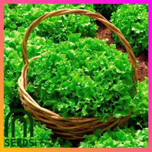 SeedsPLAZA™ - Lettuce Curly Green Seeds for Planting Vegetable Plants (100 Seed) + Instructions for F1 Letsugas Plant