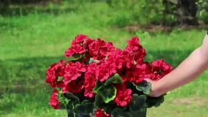 2/5pcs Artificial Flower Silk Begonia Flower Outdoor Garden Arch UV Protection Wedding Bride Home Bonsai Festival Party DIY Gift