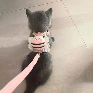 Cat Pulling Rope Anti Breaking Loose Outdoor Special Cat Rope Slip Cat Chain Pet Harness Cat Rope Adjustable