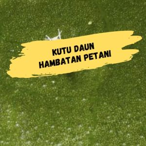 Mahakam Yapen 425 EC 400 ml: Insektisida Pestisida Pembasmi Hama Tanaman Cabai
