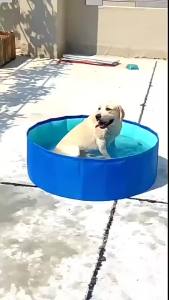 Foldable Anti-Scratch PVC Pet Bath Tub Quick Drain Multi-Purpose Dog Water Pool for Cats Kids Sand Play Thick No-Inflate Design