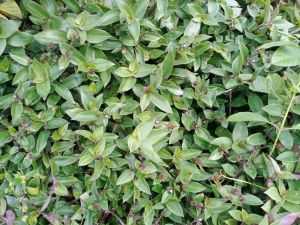 หญ้าไผ่น้ำ (ต้นสด)เก็บตามออเดอร์ กก.ละ100