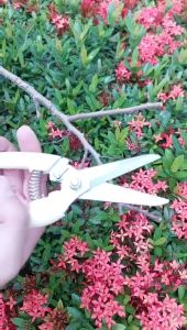 Kéo Cắt Tỉa Cây Cảnh Mũi Nhọn AOHO Cán Trắng Thép Không Rỉ Sắc Bén