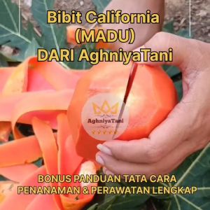 AghniyaTani - Bibit PEPAYA CALIFORNIA MADU - LEBIH MANIS - Pohon Pendek buah lebat - 1gr 2gr 5gr & 10gr -+ (50 100 250 500 Butir) Biji Benih Pepaya Unggul CALIFORNIA Kalifornia Madu - PEPAYA biji Lokal Seed - GARANSI TUMBUH - kualitas mutu Terjamin