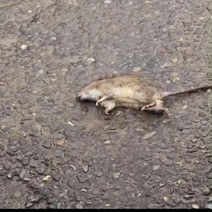 [Paket 5 Pak] Racun Tikus PETROKUM Umpan Pembasmi Basmi Tuntas Manjur Obat Anti Curut