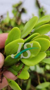 Daun Sisik Naga / Picisan Segar 1kg Duduitan