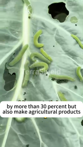 Systemic insecticide quickly knocks down pests insecticide emamectin benzoate 500ml suitable for plant insecticide spray vegetable insecticide rice insecticide corn insecticide