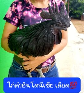 ไข่เชื้อไก่ดำอินโดนีเซีย เลือด💯 Ayam Cemani ชุดเซส 25 แถม3