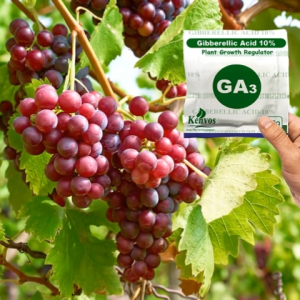For Grapes GA3 Plant Growth foliar Gibberellic Acid 10%Tablet 10g gibberellic