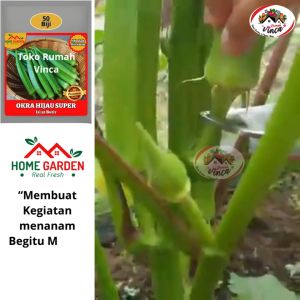 Benih Bibit Unggul Sayuran Okra Hijau Super 50 Biji Bendi Kopigandu