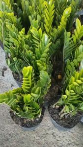 Cây Kim Tiền  size lớn chậu nhựa c10 cao 50cm-60cm (Cây phong thủy trồng trang trí văn phòng trong nhà.)