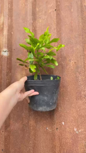 Cây Thần Kỳ - Cây đổi vị giác - Tổng thể tầm 20-30 cm!