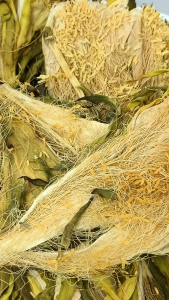 霸王花 100g 剑花 Ba Wang Hua Night Blooming Cereus