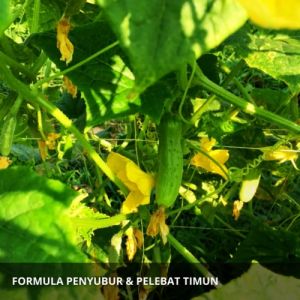 Pupuk Pelebat Buah Mentimun: Cara Meningkatkan Produksi & Kualitas