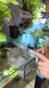 Aquarium Small Fish Patch Food|Erythropoietin/Spirulina Pellet Tablet|可贴鱼缸小型鱼贴片鱼粮|Makanan Ikan Kecil Melekat Akuarium