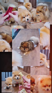 Bánh quy thưởng cho chó Bone Appetit (gói 100gr) snack dinh dưỡng cho chó