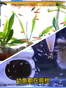 Shelled Harvest Shrimp Egg Small Fish Universal Fish Feed 脱壳丰年虾卵小型鱼通用鱼饲料 peacock fish fry open their mouths for food 孔雀鱼幼鱼开口粮