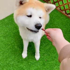 Furiri 300g Rice Corn Popcorn Chewy Beef Chicken Jerky Meat Strips Dog Food Pet Food Molar Stick Teeth Cleaning Makanan