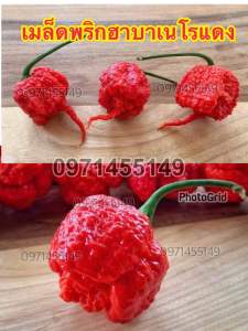 เมล็ดพริกฮาบาเนโรแดง เผ็ดมาก