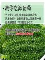 Green Sea Grape Freshly Preserved for Children Instant Swell Fish Roe Snack Low Fat High Protein Healthy Seafood Treat. 