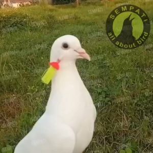 SEMPATI Anting Burung Merpati Pos Lomba Tomprang Kolong Giwang Hias Hiasan Telinga Burung Dara Anting Bulu Tindik Burung Merpati