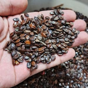 Biji lamtoro murah - ecer dan kiloan biji lamtoro - biji Manding - kerajinan biji manding - bibit lamtoro