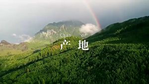 ชาบัควีทดํา 500g ต้านอักเสบ ลดคอเรสเตอรอล บํารุงสายตาและสมอง ชะลอความแก่ ชาสมุนไพรเพื่อสุขภาพ ชาจีน